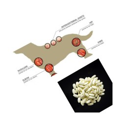 宠物关节补充剂工厂-热销代工葡萄糖胺髋关节营养咀嚼
