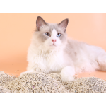 豆腐猫砂生产厂家-批发天然植物基