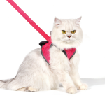 Pet Harness Supplier - Custom Adjustable Nylon No-Pull
