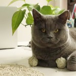 Tofu Cat Litter Supplier - Low Price Custom Ultra Absorbent