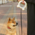 Dog Leash Supplier - Automatic Retractable Chew Proof LED