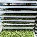 Cat Treats Factory - Factory Freeze-Dried Cat Grass Particles