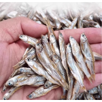 冻干零食供应商-高级250克批量多春鱼