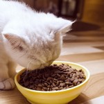 Cat Food Supplier - China Factory Grain-free 1kg Adult