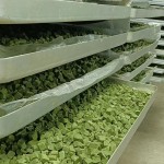 Cat Treats Factory - Factory Freeze-Dried Cat Grass Particles