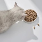 Pet Treats Factory - Hot Selling Freeze-Dried Raw Flesh Strips