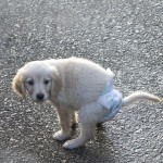 宠物纸尿裤工厂-可定制高吸收超柔