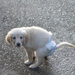 宠物纸尿裤工厂-可定制高吸收超柔