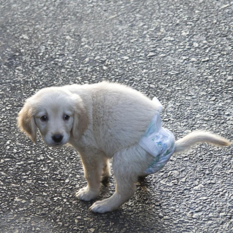 宠物纸尿裤工厂-可定制高吸收超柔