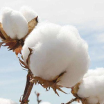 卫生巾工厂-可定制盒装可降解PLA