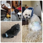 Pet Diaper Factory - Sun Care OEM Portable Female Dog