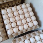 鸡蛋生产厂家-科宝500肉鸡受精蛋白棕蛋