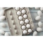 鸡蛋生产厂家-科宝500肉鸡受精蛋白棕蛋