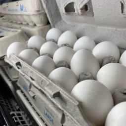 鸡蛋生产厂家-科宝500肉鸡受精蛋白棕蛋