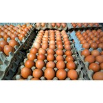 食用蛋工厂-新鲜食用蛋农场多尺寸