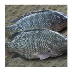 Fish Fillets Manufacturer - Organic Frozen Tilapia