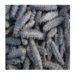 Sea Cucumber Factory - High Quality Dried