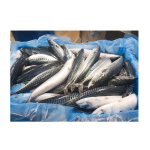 Fish Supplier - Manufacturer Whole Round Frozen