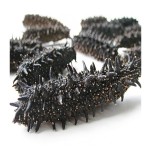 Sea Cucumber Factory - High Quality Dried