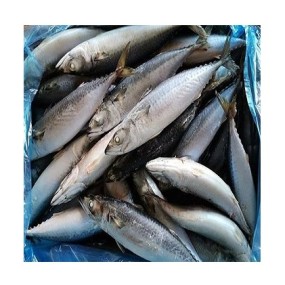 Seafood Supplier - Best Service Mackerel Horse