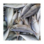 Seafood Manufacturer - Wholesale Premium IQF