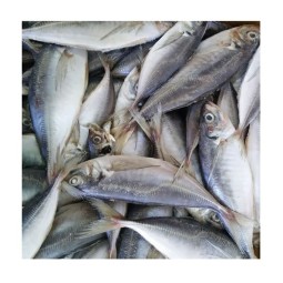 Seafood Manufacturer - Wholesale Premium IQF