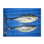 Fish Factory - Organic Frozen Pacific Mackerel