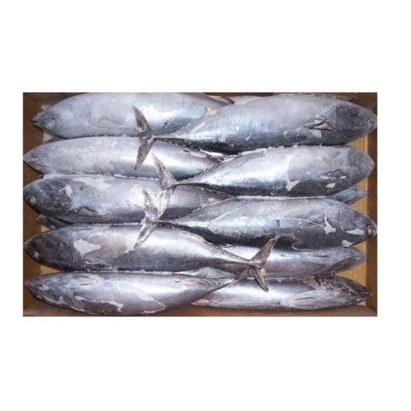 Tuna Fish Supplier - Frozen Whole Round Bonito