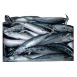 Seafood Supplier - Best Service Mackerel Horse