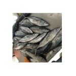 Tuna Fish Supplier - Frozen Whole Round Bonito