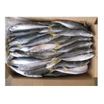 Fish Factory - Organic Frozen Pacific Mackerel
