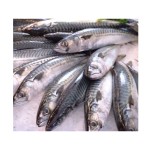 Mackerel Factory - High Quality Frozen Pacific