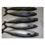 Seafood Supplier - Best Service Mackerel Horse