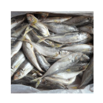 Mackerel Supplier - Brazil Export Frozen Horse
