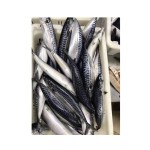 Mackerel Supplier - Spanish Horse Mackerel Price