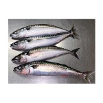 Mackerel Supplier - Brazil Export Frozen Horse