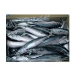 Fish Factory - High Quality Organic Frozen