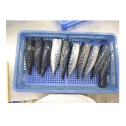 Fish Factory - High Quality Organic Frozen