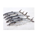Fish Manufacturer - BQF IQF Whole Frozen
