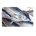 Tuna Fish Supplier - Frozen Whole Round Bonito