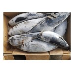 Tuna Fish Supplier - Frozen Whole Round Bonito