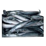 Seafood Manufacturer - High Quality Frozen Horse