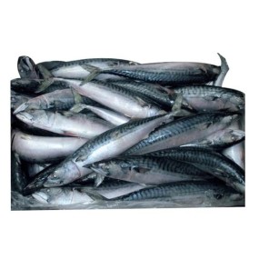 Seafood Manufacturer - High Quality Frozen Horse