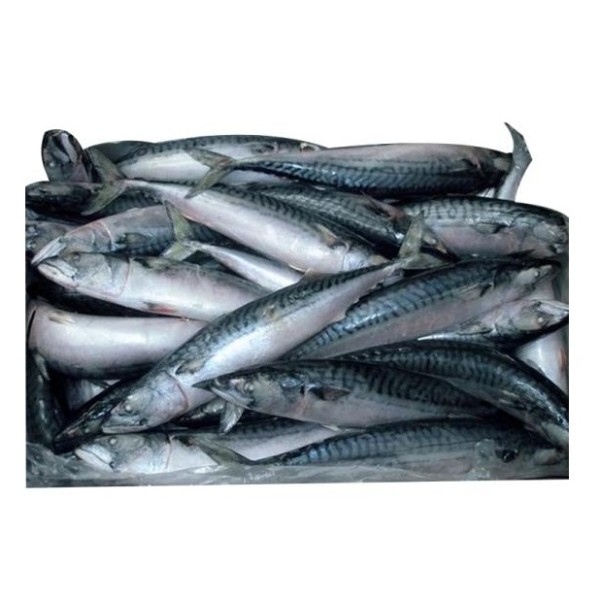 Seafood Manufacturer - High Quality Frozen Horse