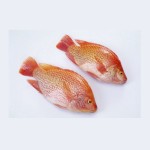 Fish Fillets Manufacturer - Organic Frozen Tilapia