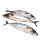 Fish Factory - High Quality Organic Frozen