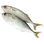 Mackerel Factory - Horse Mackerel Big Eye