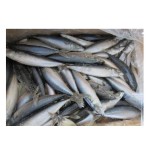 Fish Factory - High Quality Organic Frozen