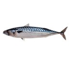 Seafood Supplier - Best Service Mackerel Horse