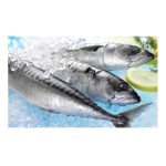 Fish Factory - Organic Frozen Pacific Mackerel